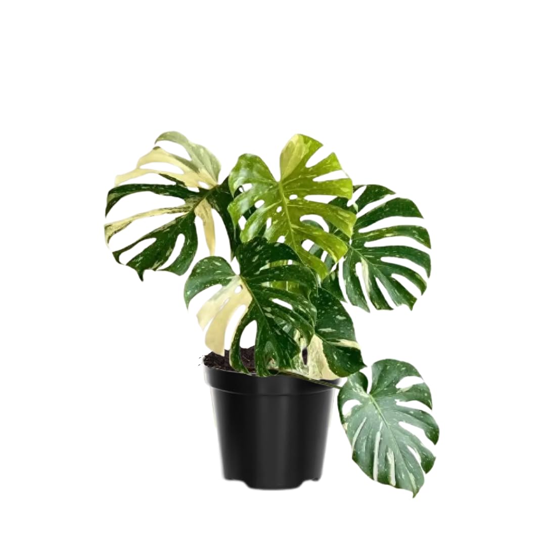 Variegated Monstera Plant Live, Monstera Live Plant, Houseplants, 5 to 7 Inc Tall