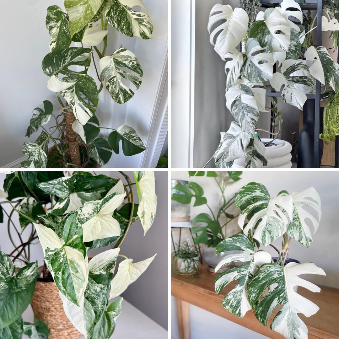 Variegated Monstera Plant Live, Monstera Live Plant, Houseplants, 5 to 7 Inc Tall