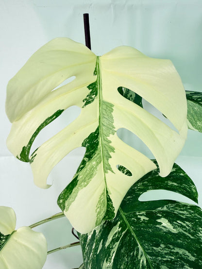 Monstera Albo Variegata XXL